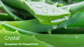  Presentation with aloe vera - Amazing slide deck having drugs - aloe or aloe vera fresh backdrop and a tawny brown colored foreground