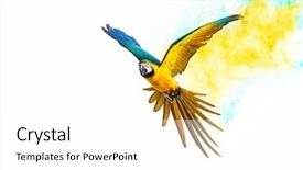  Presentation with white dove flying - PPT theme featuring drugs explosion - colourful flying parrot isolated background and a white colored foreground