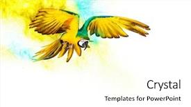  Presentation with parrot - Presentation design enhanced with drugs explosion - colourful flying parrot isolated background and a cream colored foreground