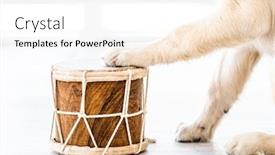  Presentation with drum - Beautiful slide set featuring drum-with-dog-paws backdrop and a white colored foreground