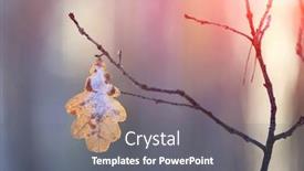  Presentation with oak forest - Colorful PPT theme enhanced with dry-alone-leaf-on-oak backdrop and a gray colored foreground