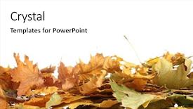  Presentation with green maple leaves - Beautiful PPT theme featuring dry autumn maple leaves isolated backdrop and a white colored foreground