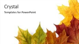 Presentation with corner - Theme featuring dry autumnal leaves corner background and a white colored foreground