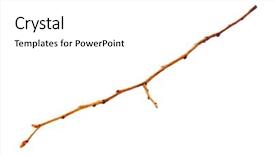  Presentation with dry - Audience pleasing theme consisting of dry branch isolated on white backdrop and a white colored foreground
