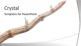  Presentation with dry fruits seeds nuts - PPT layouts with dry branch of dendrobium background and a white colored foreground