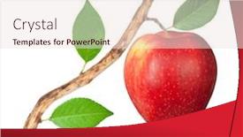  Presentation with branch - Presentation design having dry-branch-with-red-apple background and a sky blue colored foreground