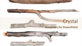  Presentation with dry - Audience pleasing slides consisting of dry branches backdrop and a lemonade colored foreground