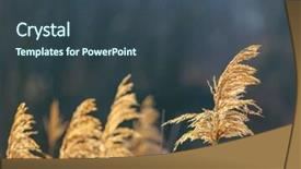  Presentation with cane - Amazing PPT layouts having dry cane - abstract natural background backdrop and a ocean colored foreground