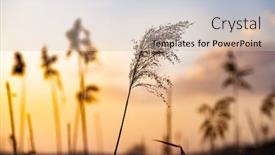  Presentation with cane - Presentation design featuring dry-cane-at-sunset-nature background and a lemonade colored foreground