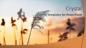  Presentation with cane - Beautiful slides featuring dry-cane-at-sunset-nature backdrop and a light blue colored foreground