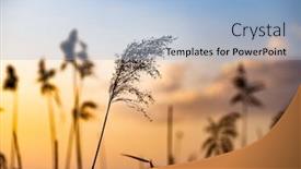  Presentation with cane - Beautiful PPT theme featuring dry-cane-at-sunset-nature backdrop and a light blue colored foreground