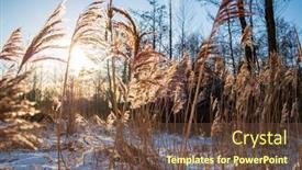  Presentation with cane - PPT layouts enhanced with dry-cane-on-the-lake background and a tawny brown colored foreground