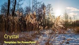 Presentation with cane - PPT theme with dry-cane-on-the-lake background and a tawny brown colored foreground