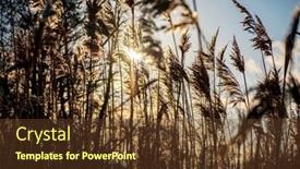  Presentation with cane - PPT theme consisting of dry-cane-on-the-lake background and a tawny brown colored foreground