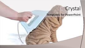  Presentation with pei - Presentation with dry clean - wrinkled shar-pei puppy being ironed background and a light gray colored foreground