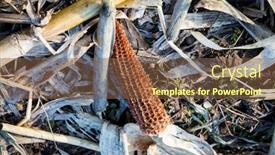  Presentation with corn cob - Slides with dry-corn-cob-on-leafs background and a tawny brown colored foreground