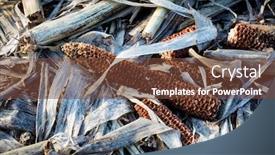  Presentation with corn cobs - PPT theme featuring dry-corn-cobs-on-leafs background and a tawny brown colored foreground