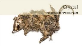  Presentation with rat - PPT layouts featuring dry-dead-rat-in-state background and a lemonade colored foreground