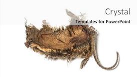  Presentation with white rat - Slides with dry-dead-rat-in-state background and a white colored foreground