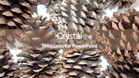  Presentation with pine cone - Presentation having dry evergreen forest - abstract macro of pine cones background and a  colored foreground