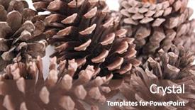  Presentation with pine cone - Theme featuring dry evergreen forest - abstract macro of pine cones background and a  colored foreground