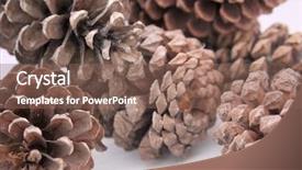  Presentation with pine cone - Cool new PPT theme with dry evergreen forest - abstract macro of pine cones backdrop and a  colored foreground