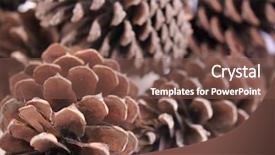  Presentation with pine cone - Amazing theme having dry evergreen forest - abstract macro of pine cones backdrop and a  colored foreground