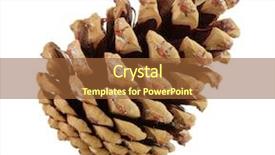  Presentation with pine cone - Colorful slide set enhanced with dry evergreen forest - beautiful pine cone isolated backdrop and a red colored foreground