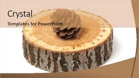  Presentation with cedar - Beautiful theme featuring dry evergreen forest - cedar cone on wood slice backdrop and a coral colored foreground