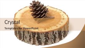  Presentation with dry forest - Colorful presentation theme enhanced with dry evergreen forest - cedar cone on wood slice backdrop and a yellow colored foreground