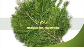  Presentation with juniper tree - Colorful presentation enhanced with dry evergreen forest - juniper sauna broom isolated backdrop and a  colored foreground