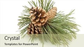  Presentation with pine - Amazing PPT theme having dry evergreen forest - pine branch with pine cones backdrop and a  colored foreground