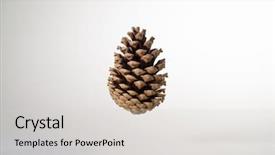  Presentation with dry forest - Presentation theme with dry evergreen forest - pine cone in the air background and a light gray colored foreground