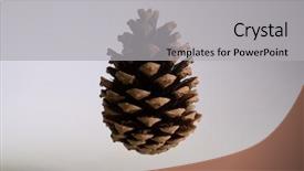  Presentation with pine cone - Presentation theme consisting of dry evergreen forest - pine cone in the air background and a light gray colored foreground