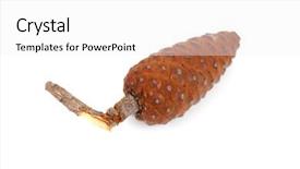  Presentation with pine cone - Presentation design consisting of dry evergreen forest - pine cone isolated on white background and a white colored foreground