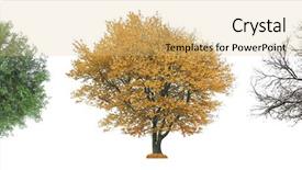  Presentation with dry forest - PPT theme with dry evergreen forest - set of seasonal trees background and a yellow colored foreground