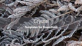  Presentation with fern - Amazing slides having dry fern leaves are covered backdrop and a gray colored foreground