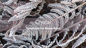  Presentation with fern - Colorful presentation design enhanced with dry fern leaves are covered backdrop and a gray colored foreground