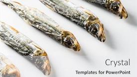  Presentation with dry fish - Slide set featuring dry-fish-on-the-white background and a white colored foreground