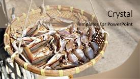  Presentation with dry fish - Colorful slide set enhanced with dry fish backdrop and a coral colored foreground