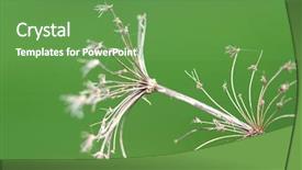  Presentation with lime green and white flower - Colorful presentation design enhanced with dry flower against green background backdrop and a tawny brown colored foreground