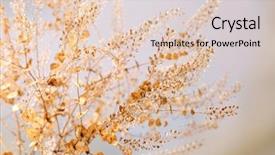  Presentation with dry - Cool new PPT theme with dry flowers - dried wildflowers on light background backdrop and a lemonade colored foreground