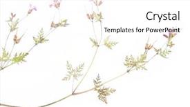  Presentation with element - Beautiful slide deck featuring dry flowers - lovely floral detail and design backdrop and a white colored foreground
