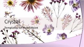  Presentation with white flowers of jasmine - Slide deck consisting of dry flowers on the white background and a lemonade colored foreground