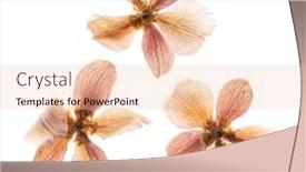  Presentation with white flowers - Cool new theme with dry-flowers-on-the-white backdrop and a lemonade colored foreground