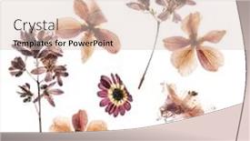  Presentation with dry - PPT theme consisting of dry-flowers-on-the-white background and a lemonade colored foreground