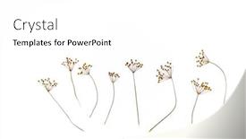  Presentation with white flowers - Cool new PPT layouts with dry-flowers-on-the-white backdrop and a white colored foreground