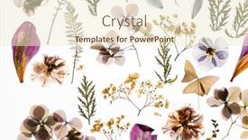  Presentation with white flowers - Presentation consisting of dry-flowers-on-the-white background and a cream colored foreground