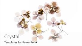  Presentation with white flowers - Beautiful slide deck featuring dry-flowers-on-the-white backdrop and a white colored foreground