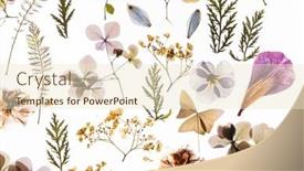  Presentation with white flowers - Audience pleasing PPT theme consisting of dry-flowers-on-the-white backdrop and a lemonade colored foreground
